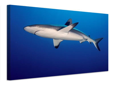canvas-print-grey-reef-shark-carcharhinus-amblyrhynchos-x