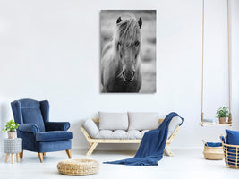 canvas-print-horse-being-at-the-corridor