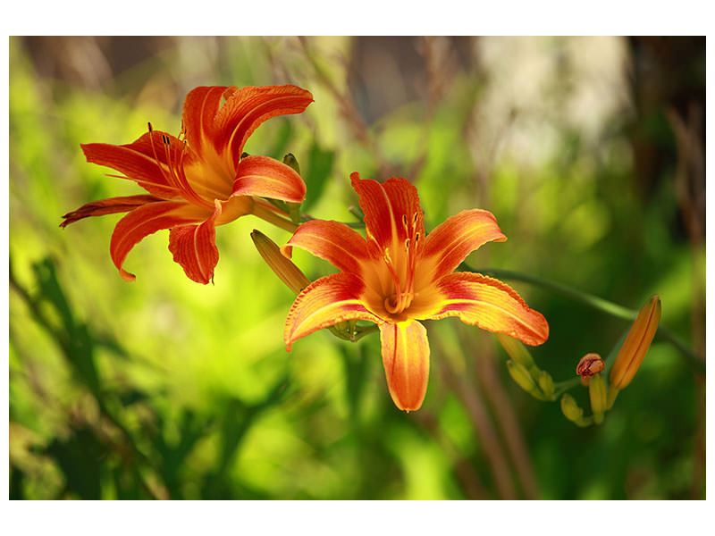 canvas-print-lilies-in-nature