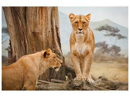 canvas-print-lions-in-africa