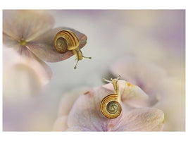 canvas-print-little-snails-x