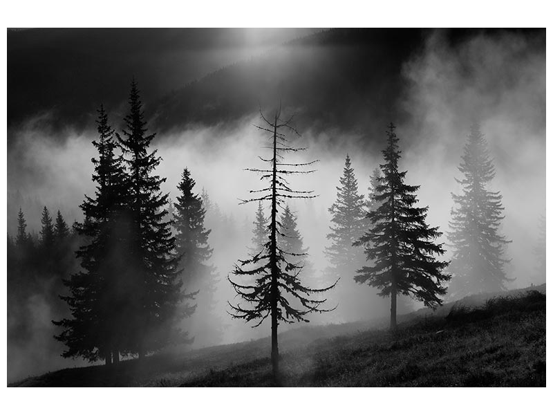 canvas-print-misty-forest-x
