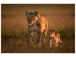canvas-print-mom-lioness-with-cub-x