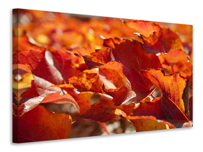 canvas-print-nice-autumn-leaves
