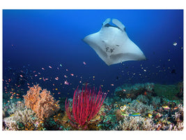 canvas-print-ocean-manta-ray-on-the-reef-x