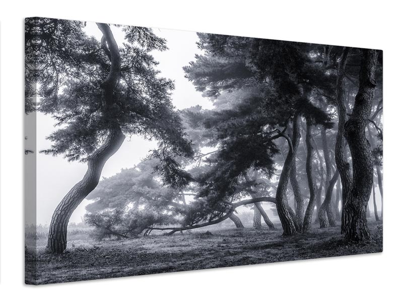 canvas-print-pine-trees-dancing-in-the-fog-x
