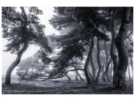 canvas-print-pine-trees-dancing-in-the-fog-x