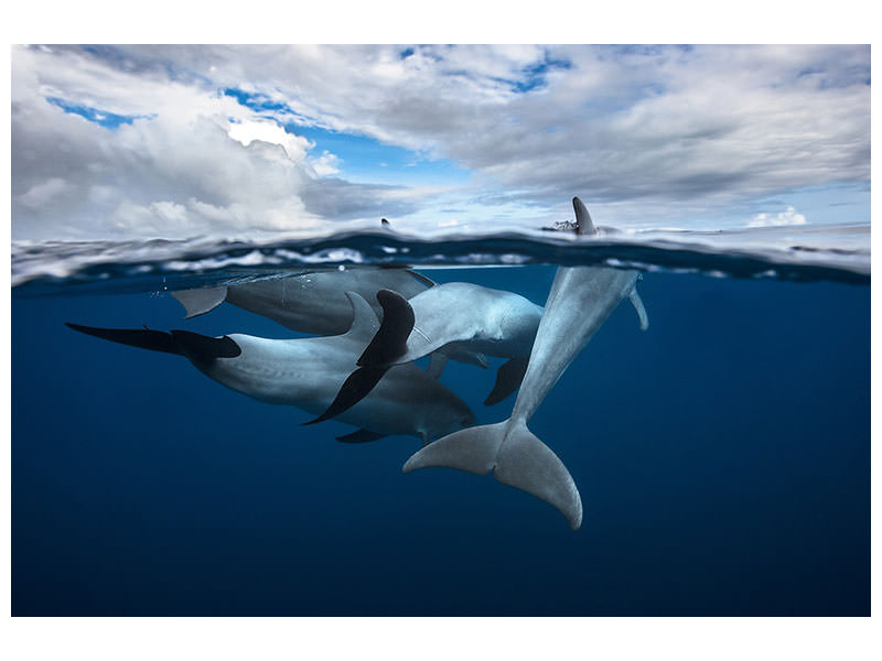 canvas-print-pod-of-dolphin-at-the-surface