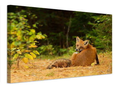 canvas-print-red-fox-algonquin-park-x