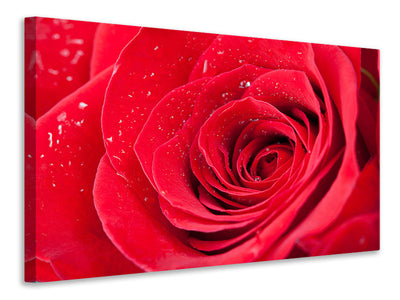 canvas-print-red-rose-in-morning-dew