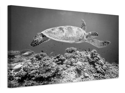 canvas-print-sea-turtle-at-sipadan-x