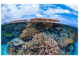 canvas-print-split-level-from-mayotte-reef-x