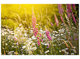 canvas-print-summer-flower-meadow