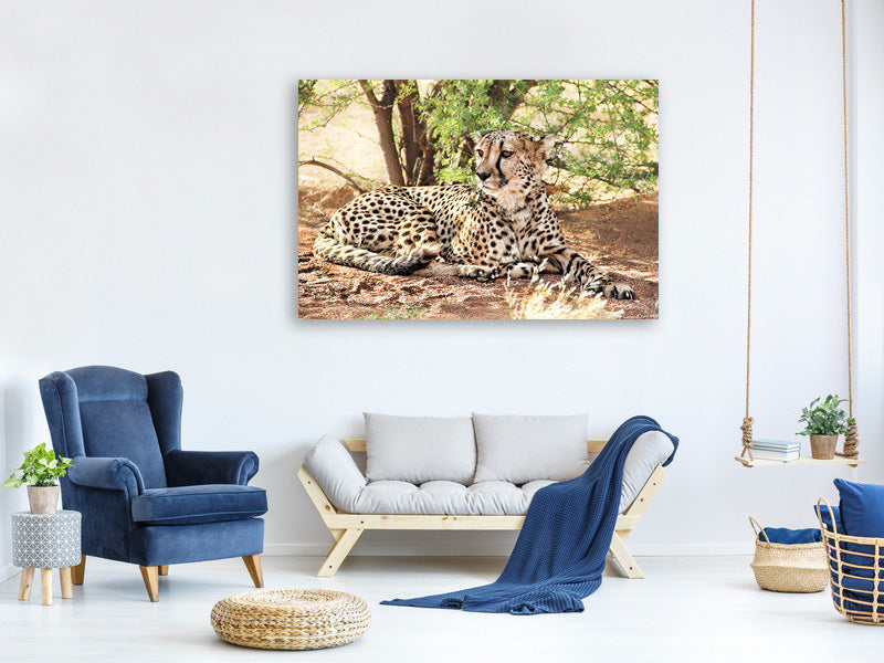 canvas-print-sun-cheetah
