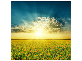 canvas-print-sunflowers-in-the-evening-sun