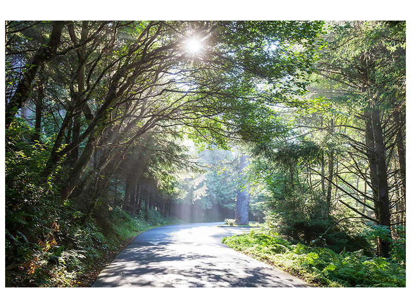 canvas-print-sunny-forest-path