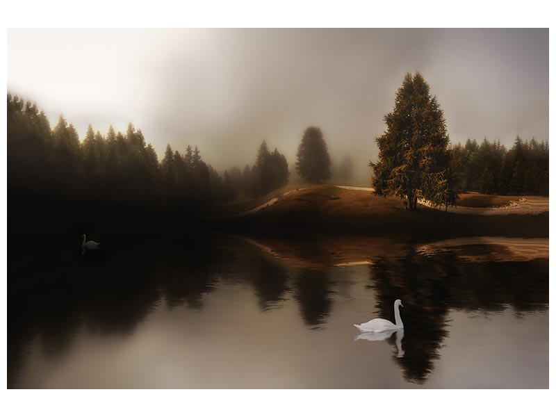 canvas-print-swan-lake-xod