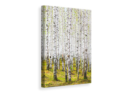 canvas-print-the-birch-forest-in-the-spring