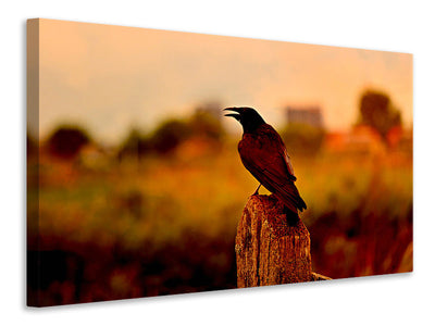 canvas-print-the-crow-in-the-evening-light