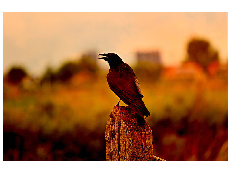 canvas-print-the-crow-in-the-evening-light