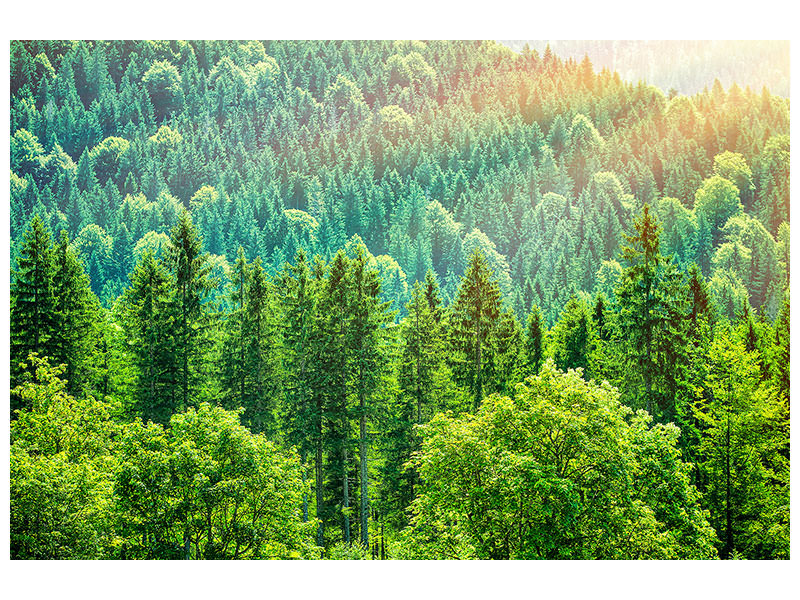 canvas-print-the-forest-hill