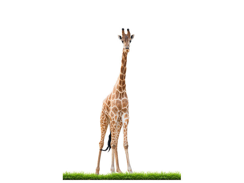 canvas-print-the-long-giraffe
