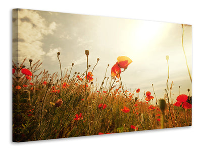 canvas-print-the-poppy-field-at-sunrise