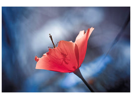 canvas-print-the-poppy-master