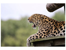canvas-print-tired-leopard