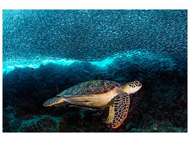 canvas-print-turtle-and-sardines-x