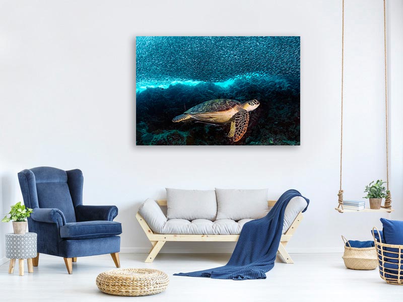 canvas-print-turtle-and-sardines-x