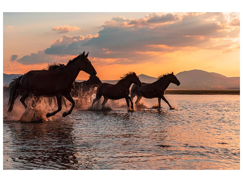 canvas-print-water-horses-x
