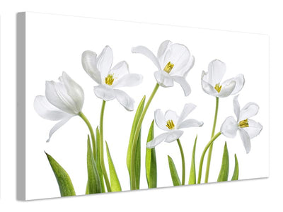 canvas-print-white-tulips-x