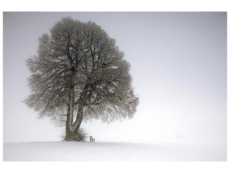 canvas-print-winter-tree-x