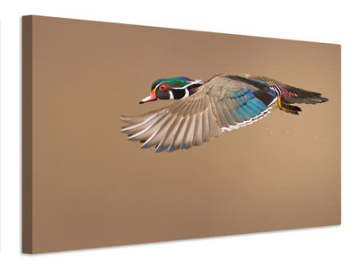 canvas-print-wood-duck-x