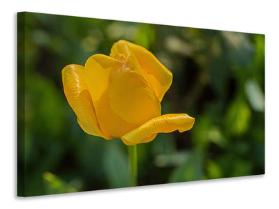 canvas-print-yellow-tulip-xl