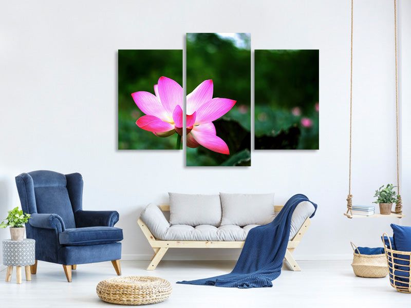 modern-3-piece-canvas-print-lotus-in-nature