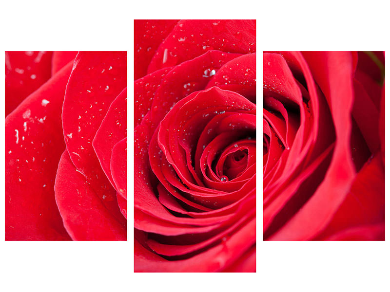 modern-3-piece-canvas-print-red-rose-in-morning-dew
