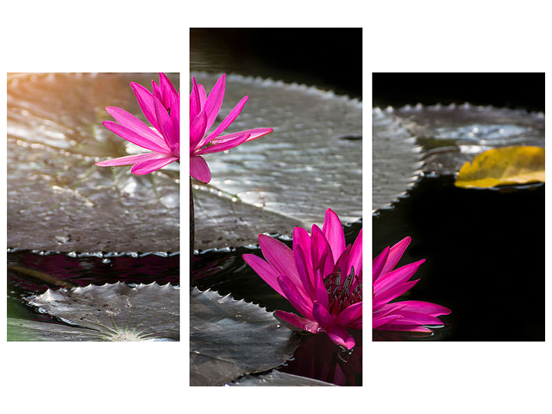 modern-3-piece-canvas-print-water-lily-in-the-morning-dew