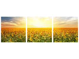 panoramic-3-piece-canvas-print-a-field-full-of-sunflowers