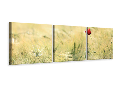 panoramic-3-piece-canvas-print-a-poppy