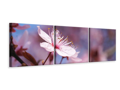 panoramic-3-piece-canvas-print-close-up-cherry-blossom
