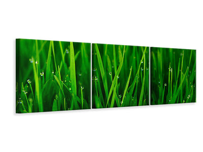 panoramic-3-piece-canvas-print-grass-with-morning-dew