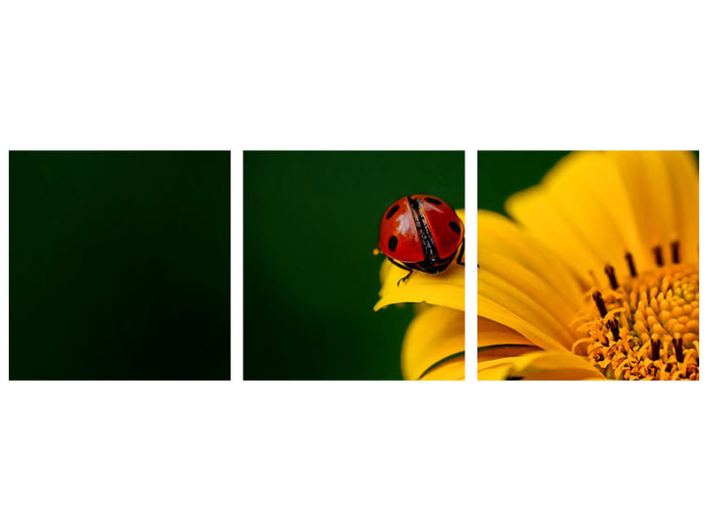 panoramic-3-piece-canvas-print-ladybug-on-the-sunflower