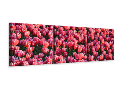 panoramic-3-piece-canvas-print-lush-tulip-field