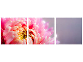 panoramic-3-piece-canvas-print-macro-chrysanthemum