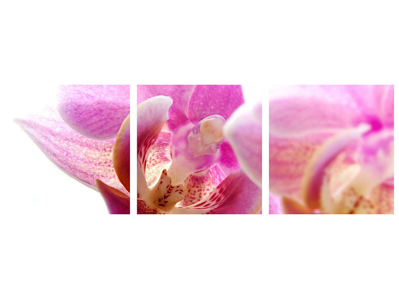 panoramic-3-piece-canvas-print-magnificent-phalaenopsis