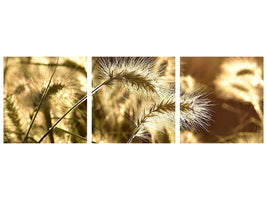 panoramic-3-piece-canvas-print-ornamental-grass-in-the-sunlight