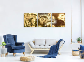 panoramic-3-piece-canvas-print-ornamental-grass-in-the-sunlight