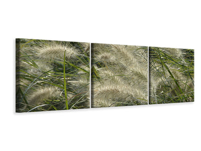 panoramic-3-piece-canvas-print-ornamental-grass-in-the-wind